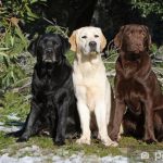 Are Labradors Really Aggressive? Labradors Aggressive