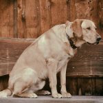 What is Osteosarcoma in Dogs ? Osteosarcoma in Dogs