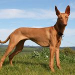 Pharaoh Hound Pharaoh Hound