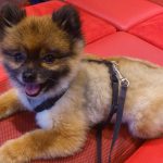 How to remove the smell of dog urine out of your house?