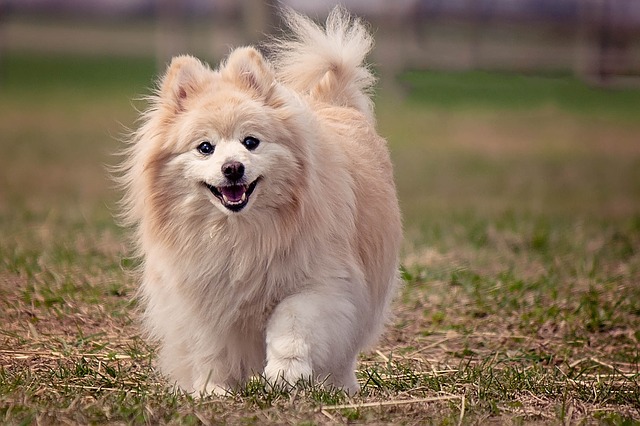 Longest Living Dogs breeds