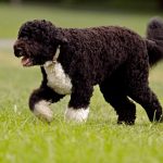 Portuguese Water Dog Portuguese Water Dog