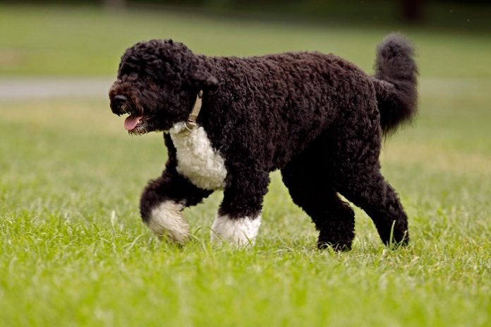 Portuguese Water Dog