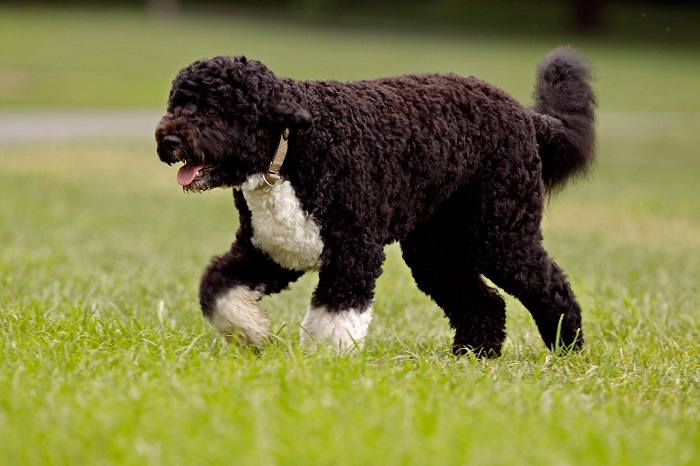 portuguese water dog hunting
