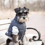 Are They Cheating Us? dog cheating