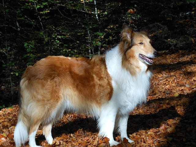 Scottish Shepherd