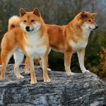 Shiba Inu Shiba Inu
