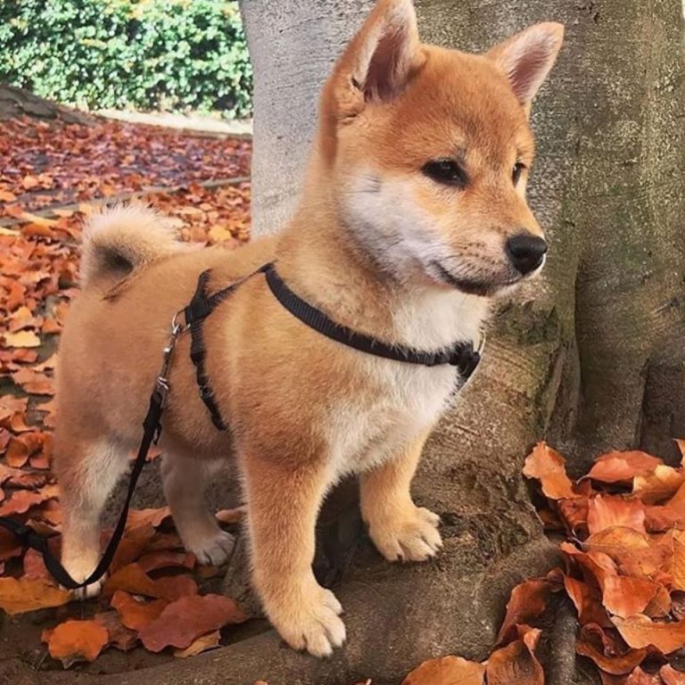 Shiba Inu Dog Breed Information