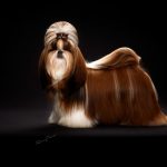 Top 30 Dogs that Don’t Shed Dogs Don’t Shed