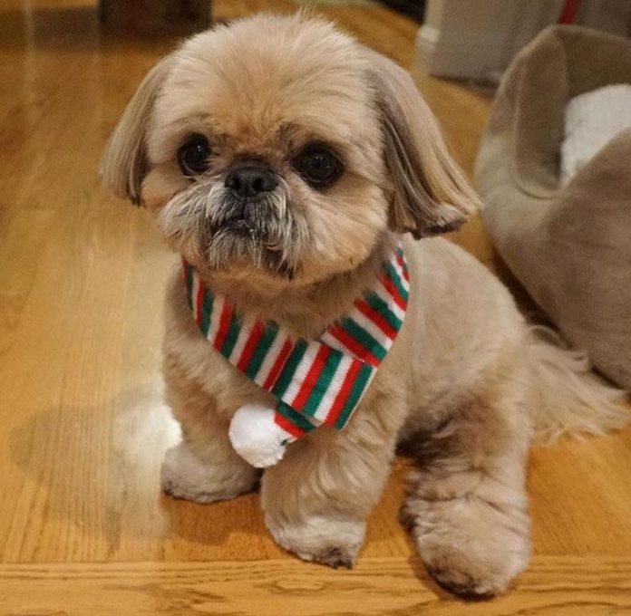 Top 30 Dogs that Don’t Shed Hypoallergenic Dog Breeds