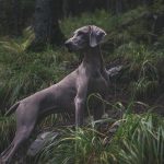 Weimaraner Weimaraner