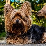 Does Small Dogs have Napoleon Syndrome? Dogs Napoleon Syndrome