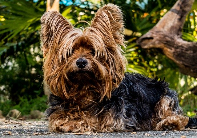 Longest Living Dogs breeds