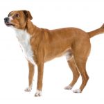 Austrian Pinscher austrian pinscher