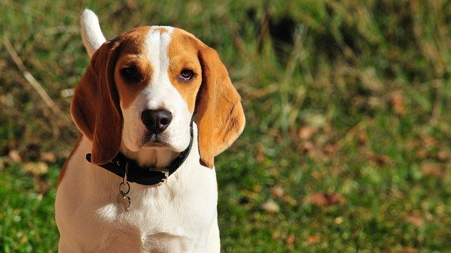 Longest Living Dogs breeds