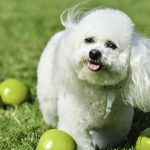 Can dogs eat apples? Super Foods for Dogs Small Dog food
