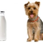 Can dog drink milk? Can dog drink milk