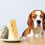 Can Dogs Eat Cheese? Can Dogs Eat Cheese