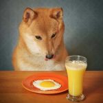 Can Dogs Eat Eggs? Can Dogs Eat Eggs