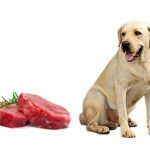 Can dogs eat horse meat? dogs eat horse meat