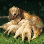 Dog Breeding dog breeding