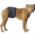 Dog Diapers – Everything You Need to Know How and When to Use dog diapers