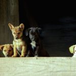 How to Choose Your Dog a Unique Name dog name