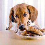 6 Reasons Why Your Dog is EXTREMELY HUNGRY! dog smell