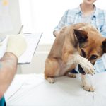 Problems with Malignant Diseases in Dogs