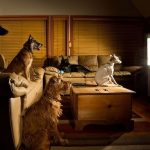 Why Are Some Dogs Really Mad About Watching TV? dogs watch TV