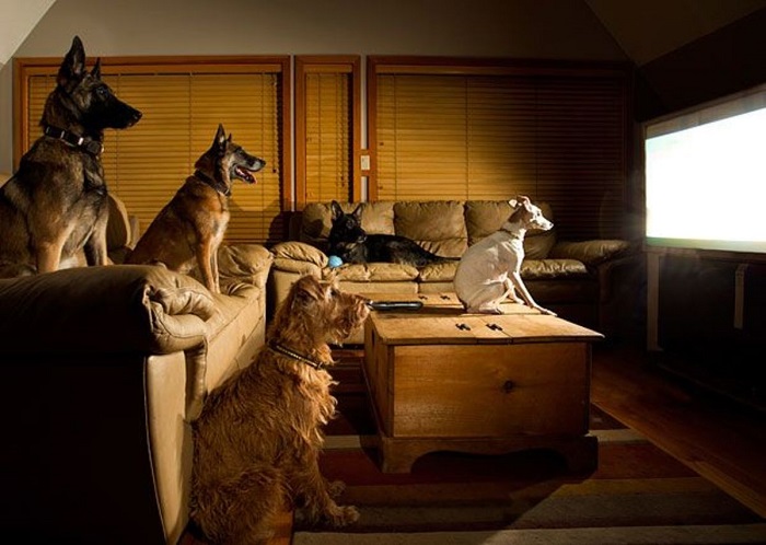dogs and tv watching