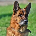 German Shepherd Gunther IV the richest animal in the world