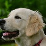 Do dogs have a sixth sense? dogs sixth sense