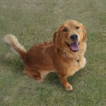 15 Amazing Reasons to Be a Friend Witha a Golden Retriever! Shy Dog
