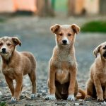 How to Determine Mixed Breed of Dog Without a Pedigree mixed dog breed