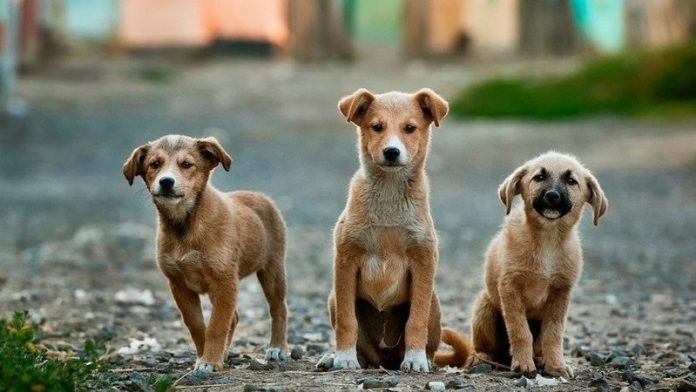 mixed dog breed