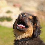 Stomatitis in dogs Stomatitis in dogs