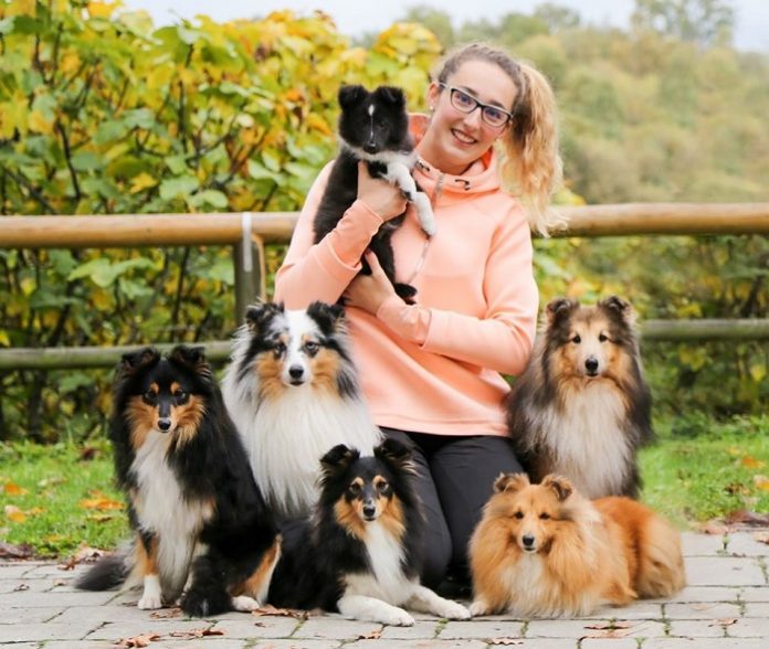 sheltie shetland sheepdog