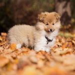 How to Raise the Perfect Dog Raise Dog