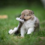 Bite Wounds in Dogs dog eat grass