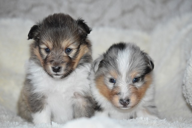 shetland sheepdog puppies