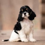 American Cocker Spaniel