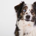 Dog Eyesight : Are Dogs Color Blind? Dog Eyesight