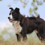 6 Ways to Improve Your Dog’s Physical Condition Improve Dog Physical Condition