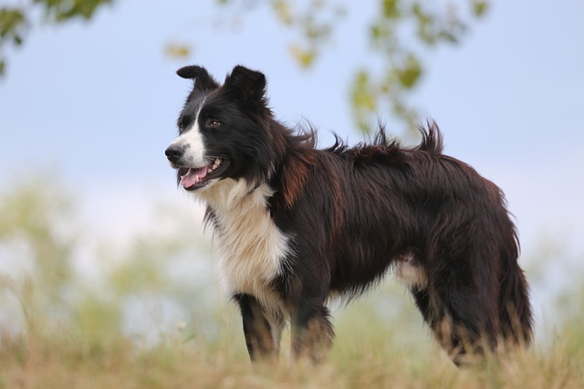 energetic dog breeds