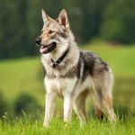 How Much Wolf Is in Your Dog’s Behavior? Wolf Dog Behavior