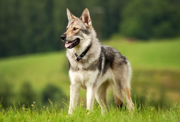 Wolf Dog Behavior