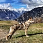 Czechoslovakian Wolfdog Czechoslovakian Wolfdog