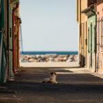 Guide: What to Do if You Hit Dog While Driving dog car accident