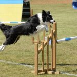 Do it Yourself: Make a Dog Polygon for Agility dog polygon agility